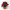 Poinsettia (Prebuilt)