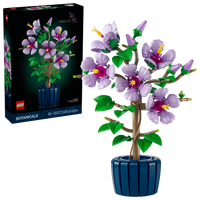 Hibiscus