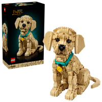 Golden Retriever Puppy