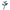 Leatherleaf Fern