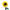 Sunflower Straight