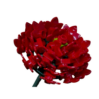 Aster Red