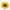 Gerbera Daisy Yellow