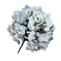 Aster White