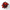Poinsettia (Prebuilt)