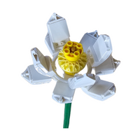 Lotus White Open