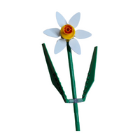 Daffodil White